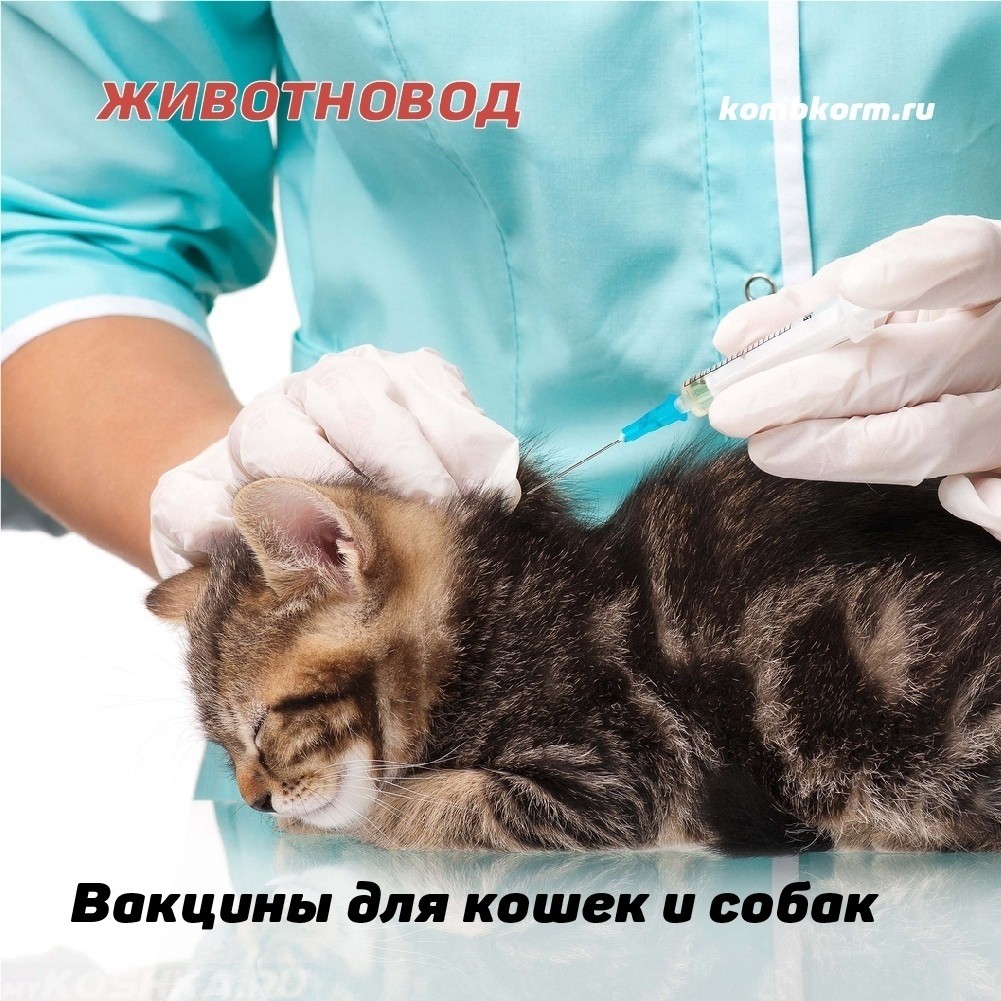 Прививки котам нельзя. Вакцинация котят. Когда прививать котенка.