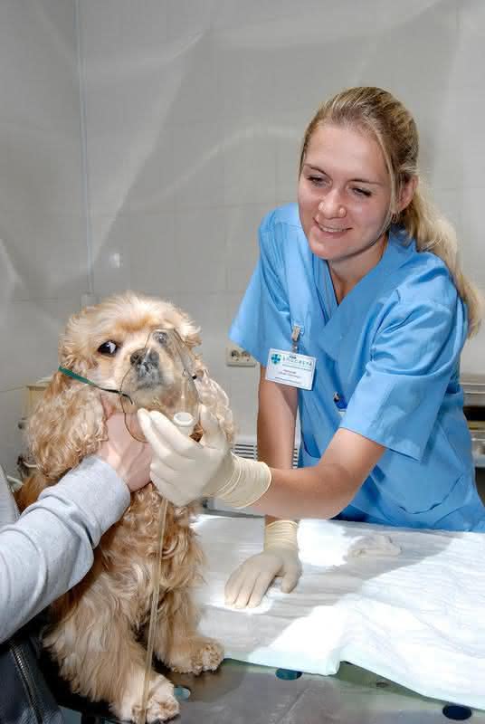 Собака в ветеринарной клинике. Ветклиника здоровый пес. Ветеринар с собакой.