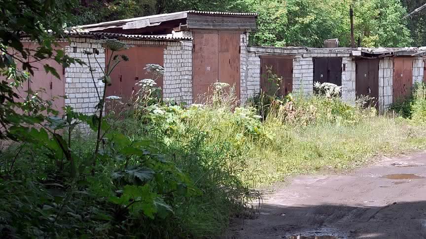 На борьбу с борщевиком Сосновского в Кировской области требуется 500 миллионов рублей
